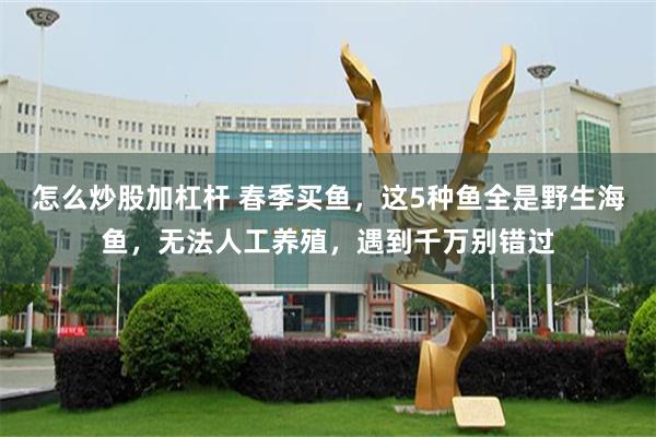 怎么炒股加杠杆 春季买鱼，这5种鱼全是野生海鱼，无法人工养殖，遇到千万别错过